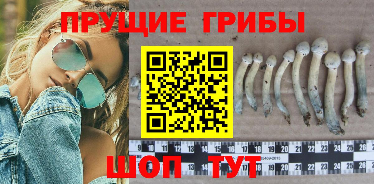 Псилоцибиновые грибы GOLDEN TEACHER  Галлюциногенные грибы Psilocybe  Благодарный  Вход с VPN 